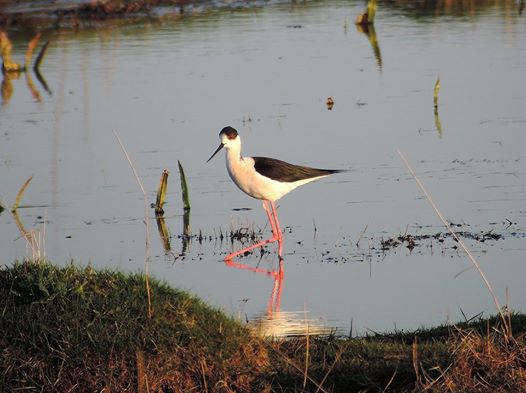Black-winged Stilt