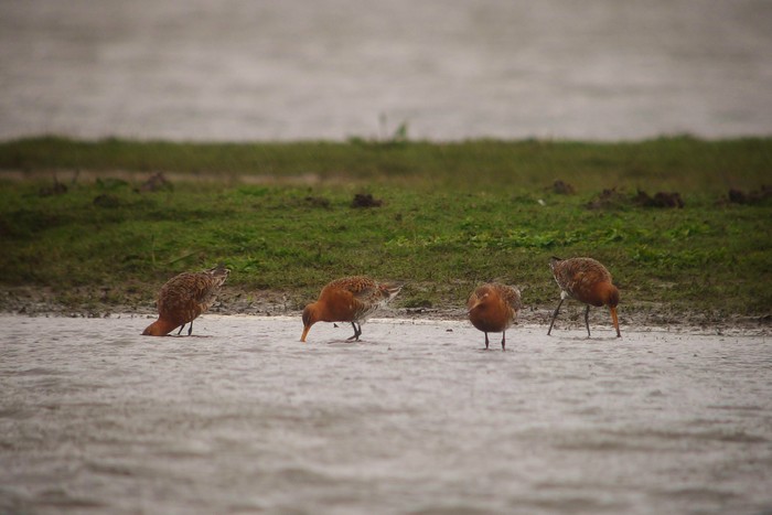 Icelandic Black-tailed Godwit
