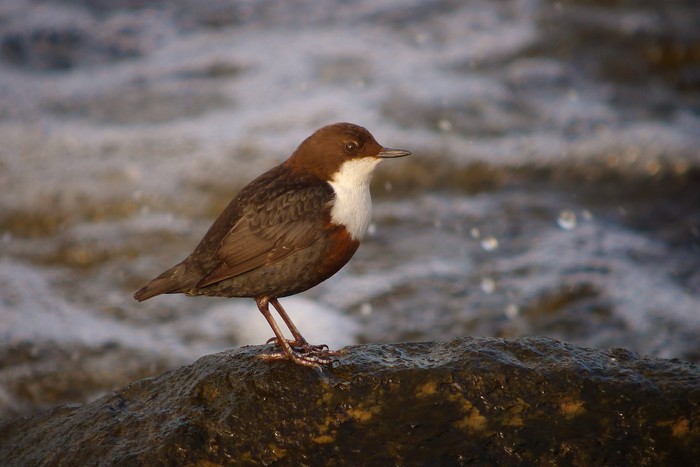 Dipper