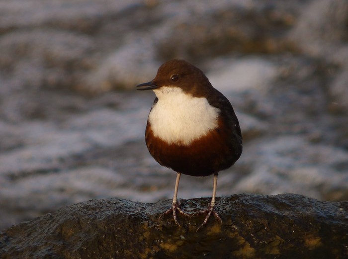 Dipper