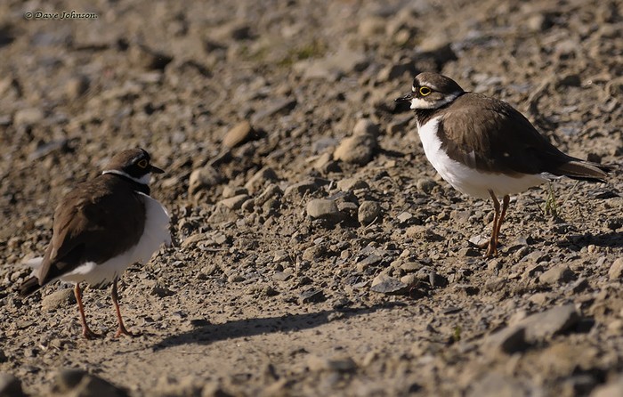Little Ringed Plover