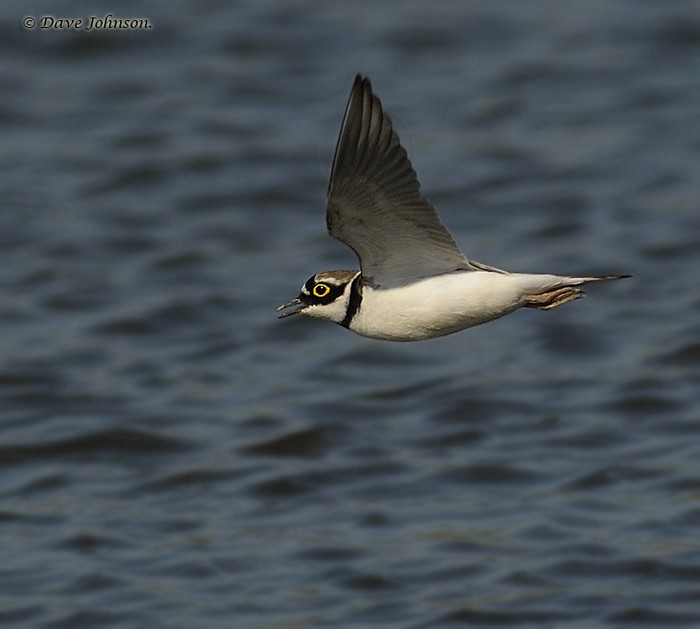 Little Ringed Plover