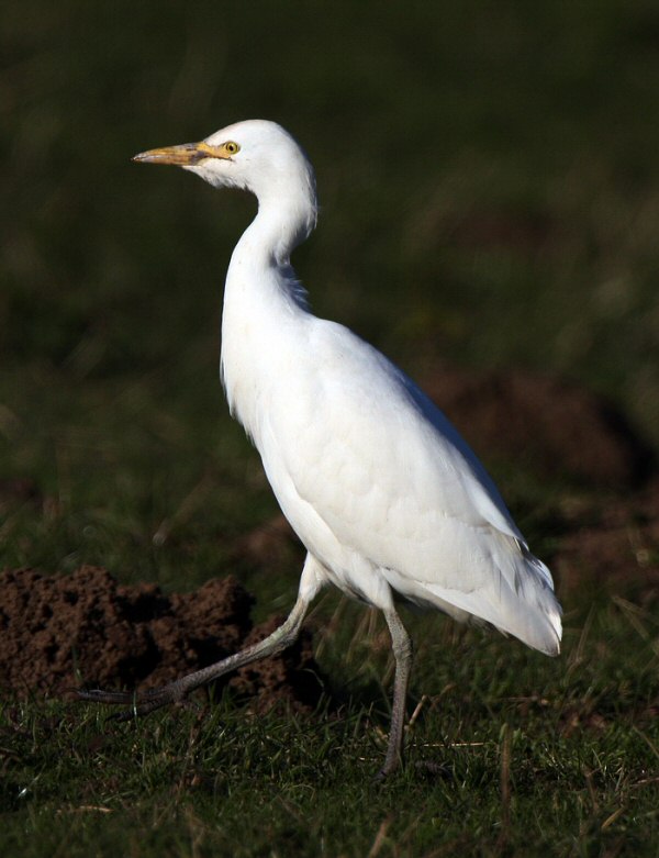Cattle Egret
