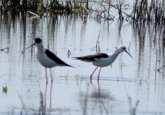 Black-winged Stilt