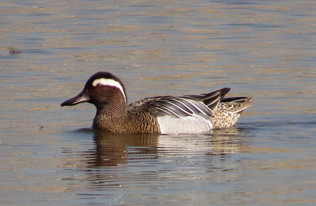 Garganey
