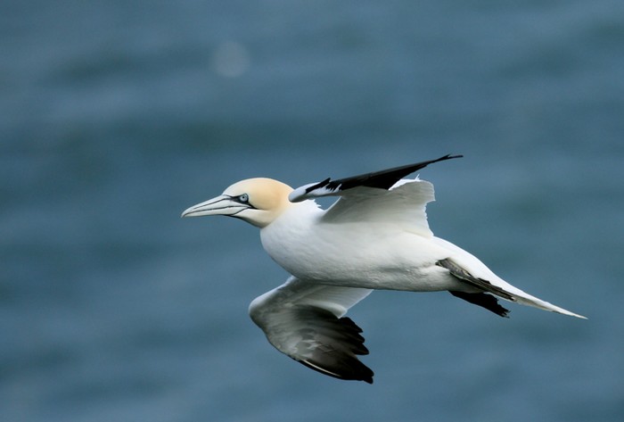 Gannet