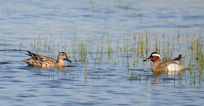 Garganey
