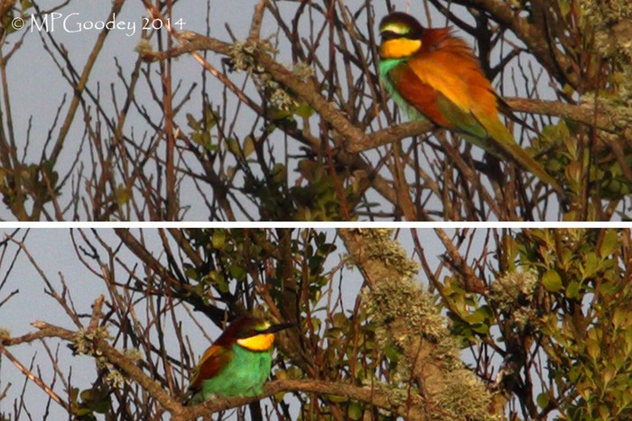 Bee-eater