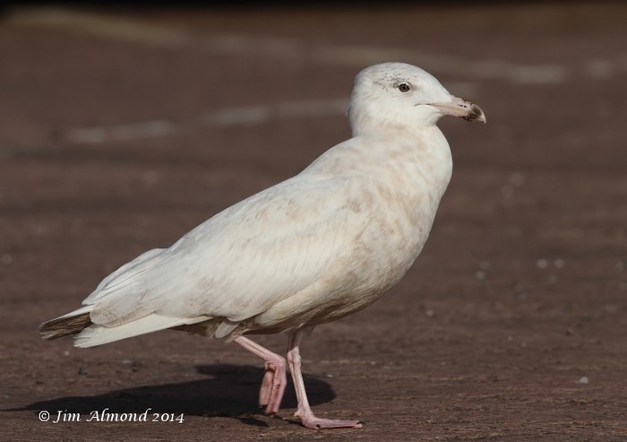 Glaucous Gull