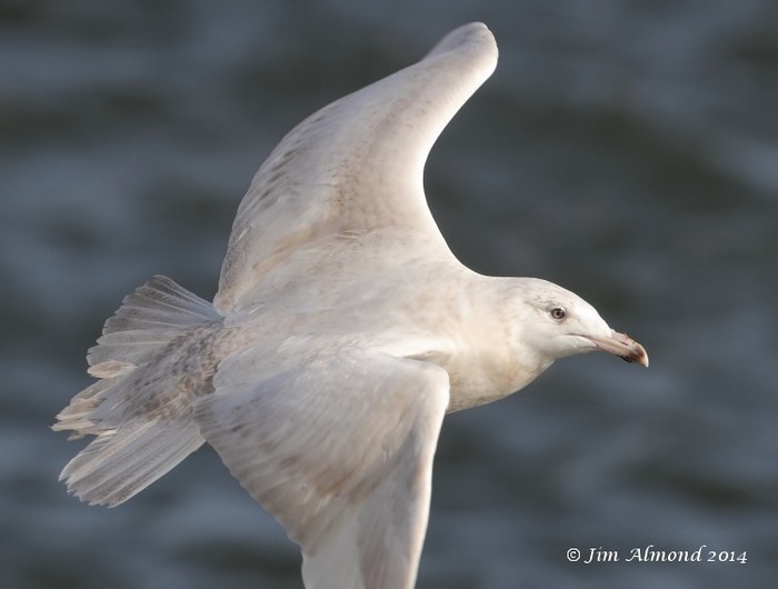 Glaucous Gull