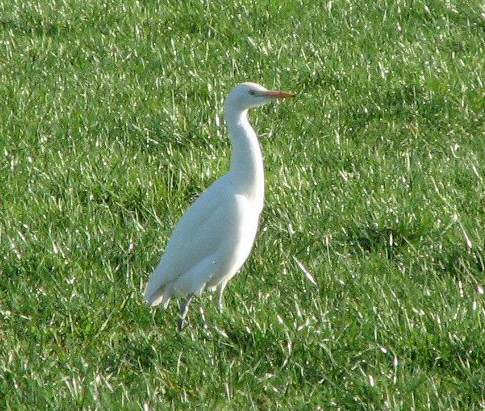 Cattle Egret
