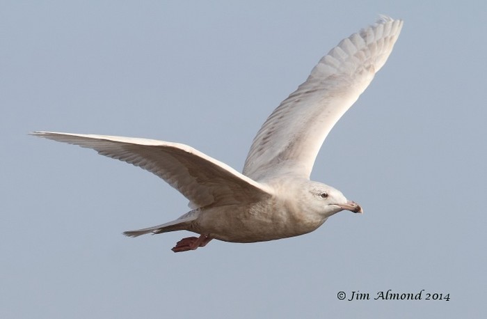 Glaucous Gull