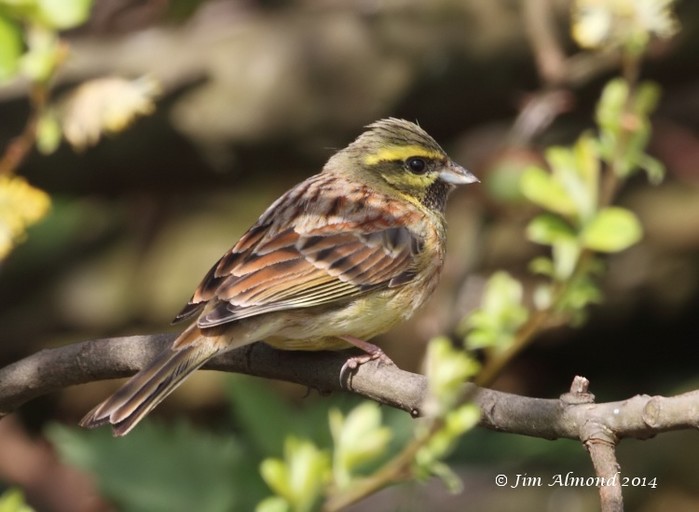 Cirl Bunting
