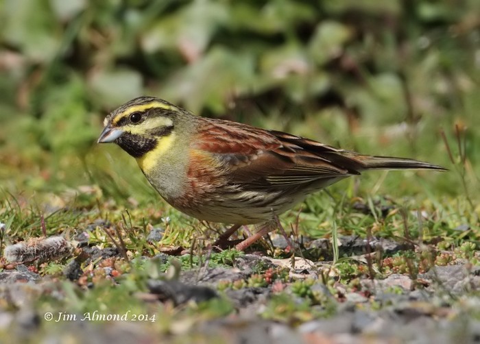 Cirl Bunting