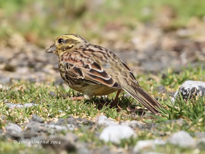 Cirl Bunting