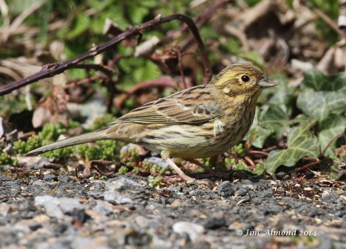 Cirl Bunting