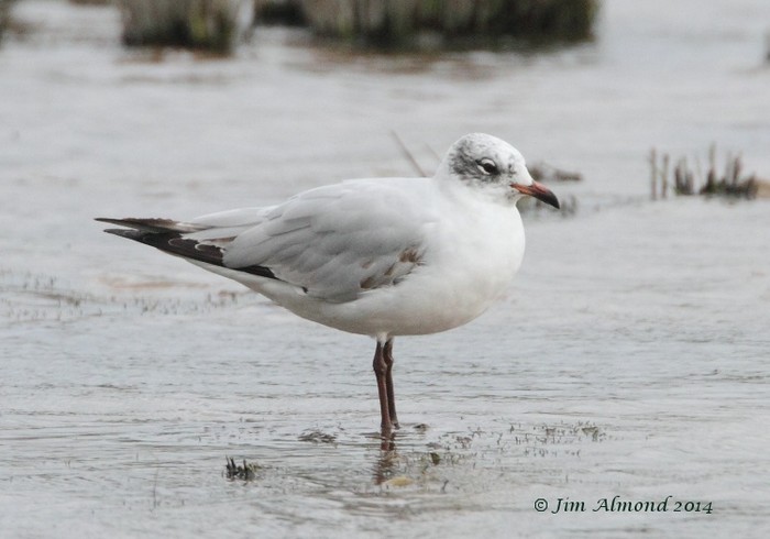Mediterranean Gull