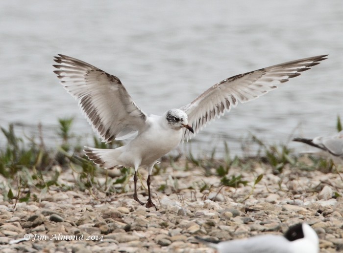 Mediterranean Gull