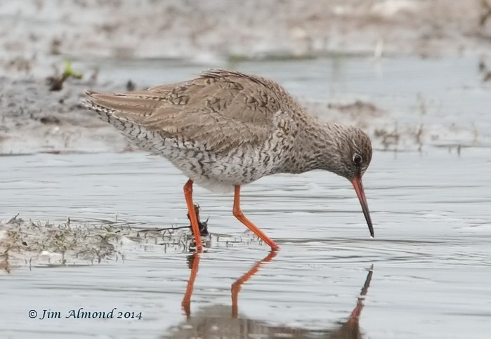 Redshank