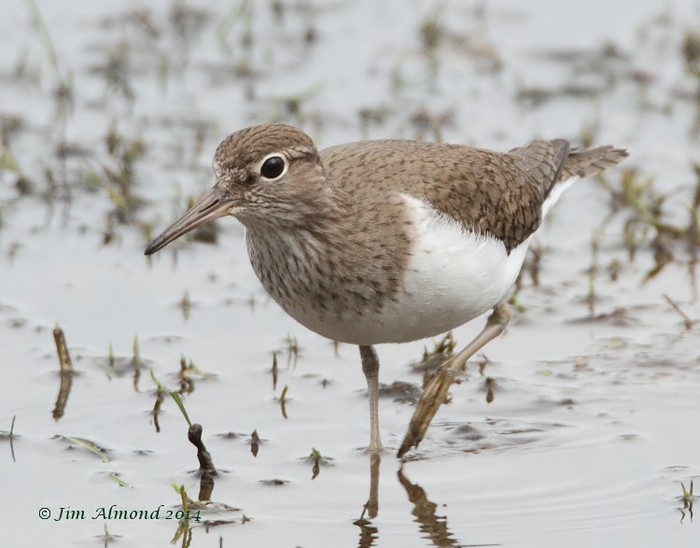 Common Sandpiper