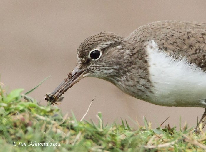 Common Sandpiper