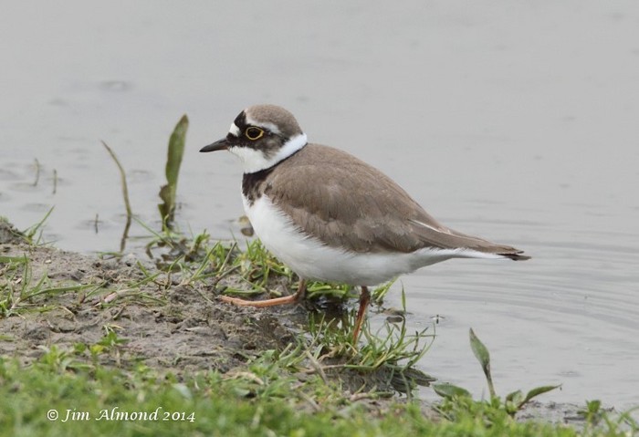 Little Ringed Plover