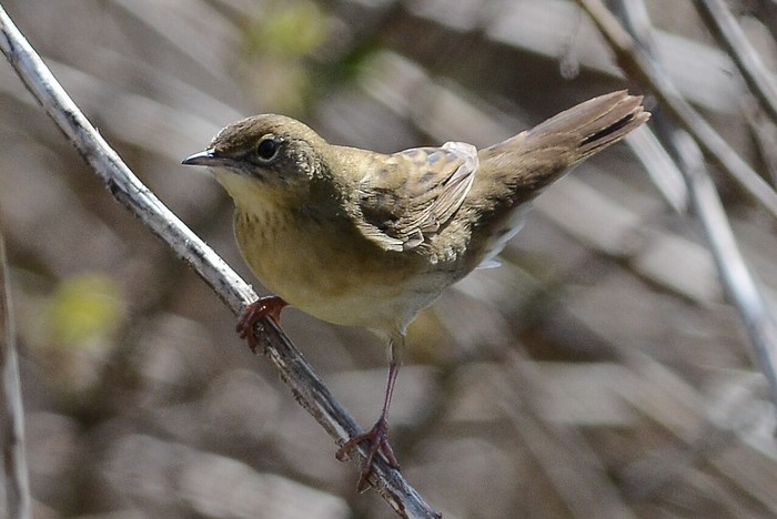 Grasshopper Warbler