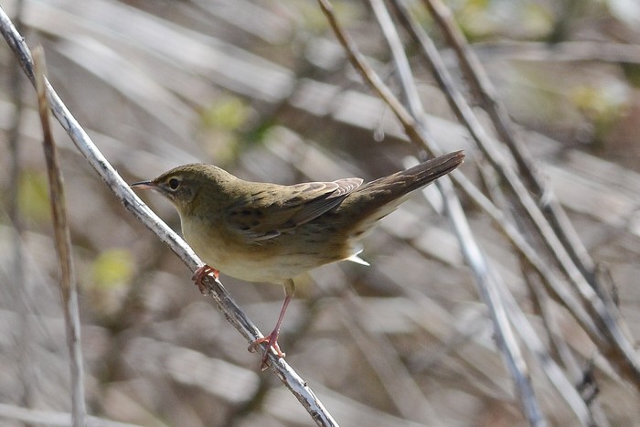 Grasshopper Warbler