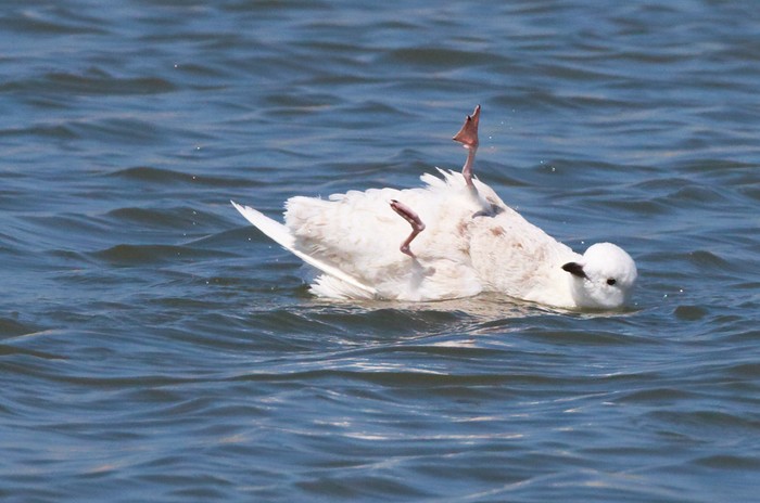 Iceland Gull