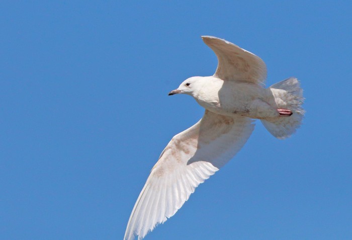 Iceland Gull