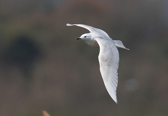 Iceland Gull