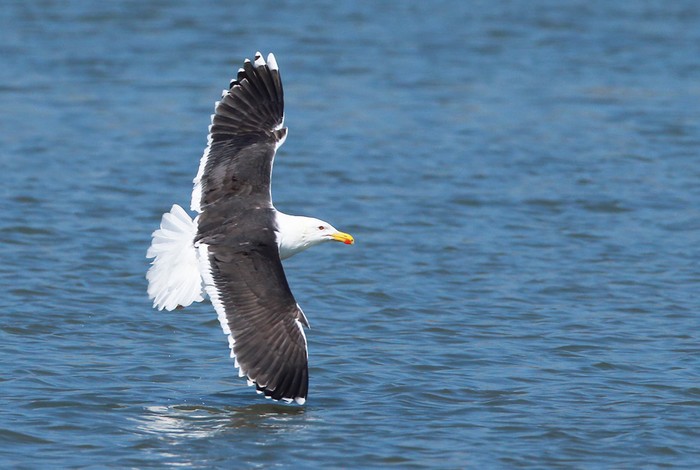 Great Black-backed Gull