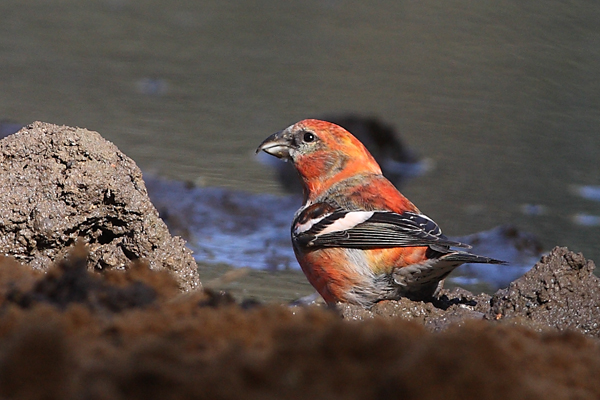 Two-barred Crossbill