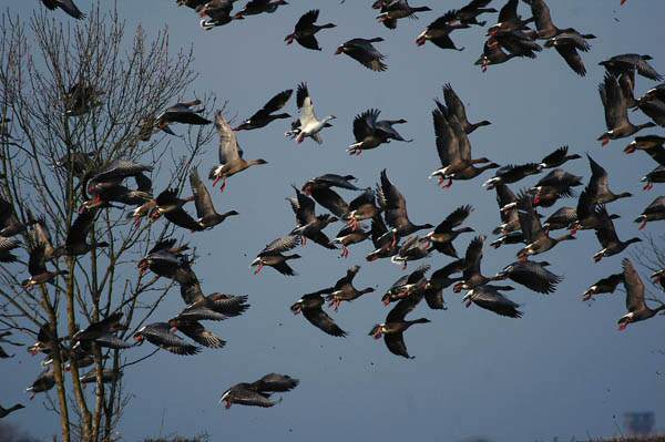 Ross's Goose