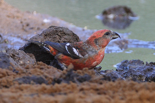 Two-barred Crossbill