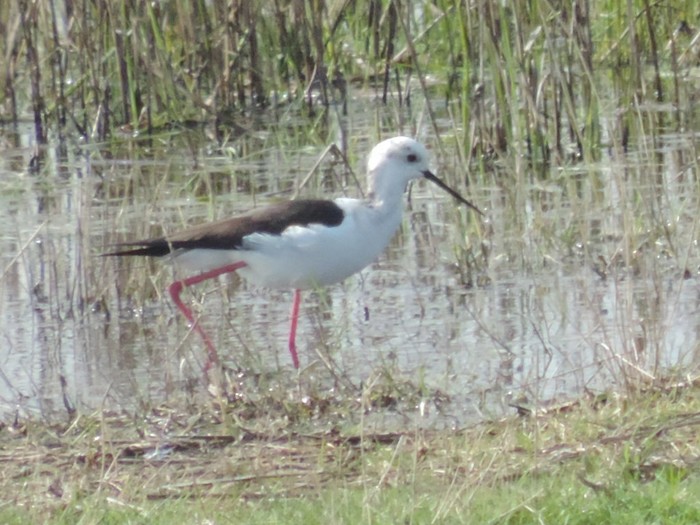 Black-winged Stilt
