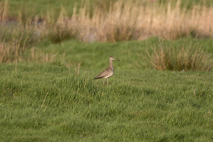 Whimbrel