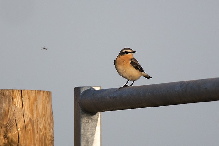 Wheatear