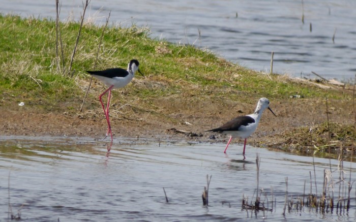 Black-winged Stilt