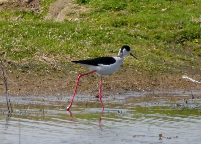 Black-winged Stilt
