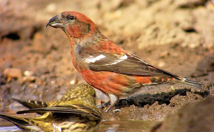 Two-barred Crossbill