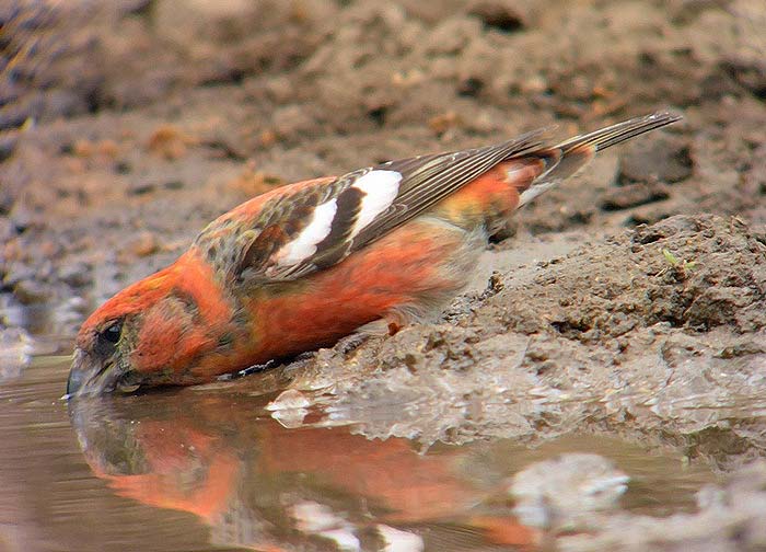 Two-barred Crossbill