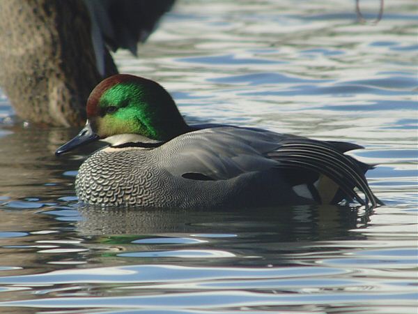 Falcated Duck