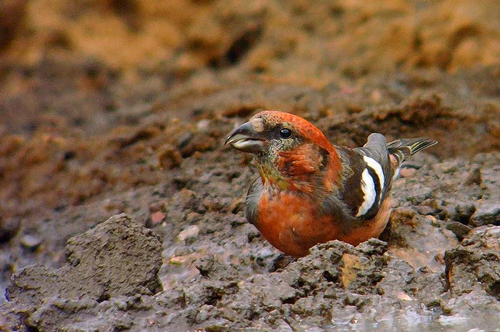 Two-barred Crossbill