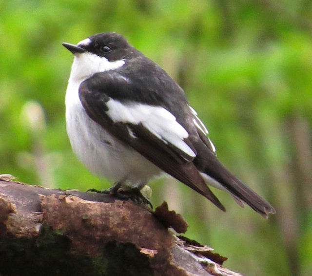 Pied Flycatcher