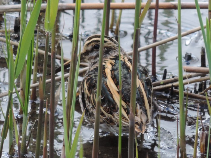 Jack Snipe