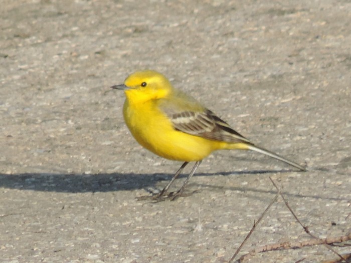 Yellow Wagtail