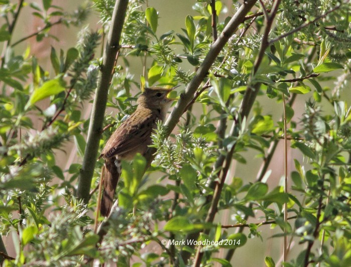 Grasshopper Warbler