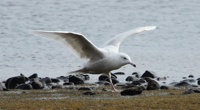 Glaucous Gull