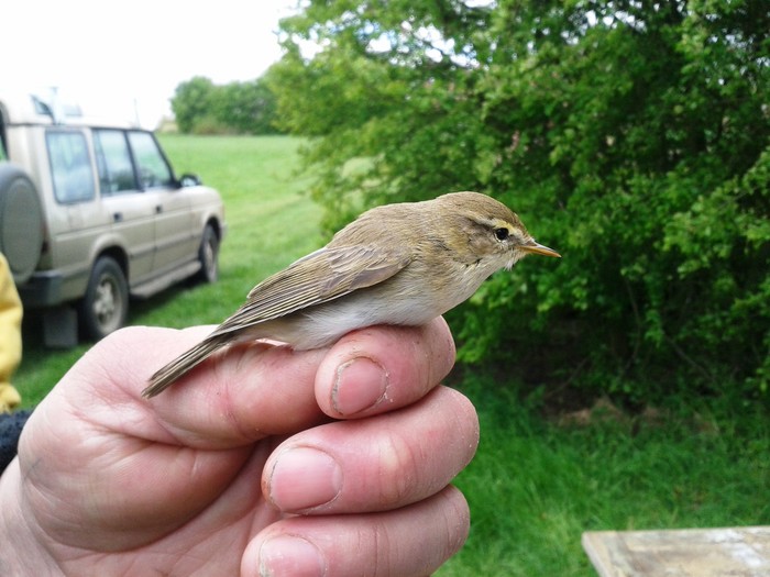 Willow Warbler